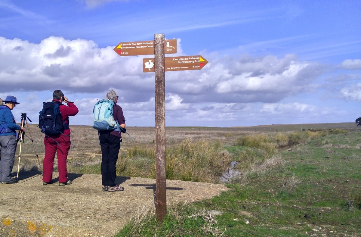 Birding Holidays Under Blue Skyes: The Great Bustard Adventure